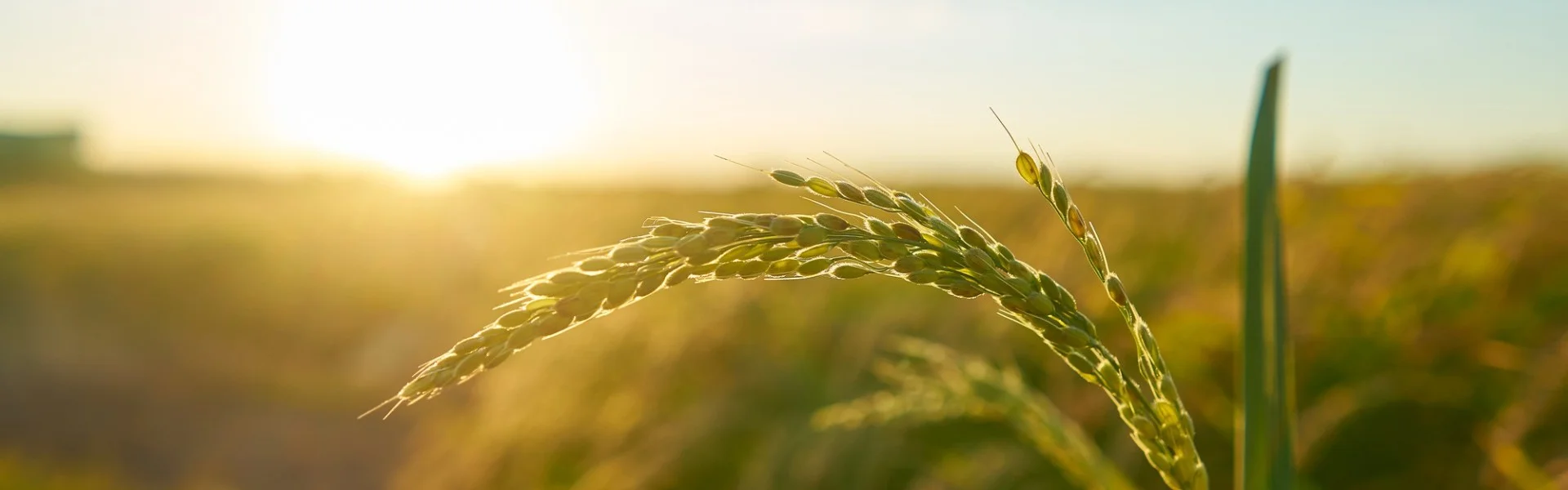 Banner da página Uniagro